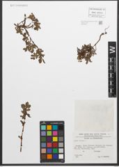 Foto von Salix retusa L.